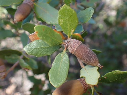 iNaturalist observation photo of white oaks