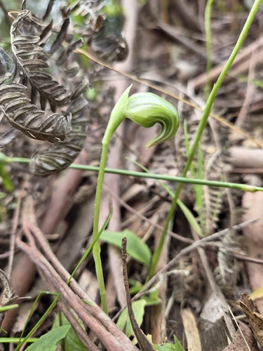 Pterostylis nutans observed 2026-10-21