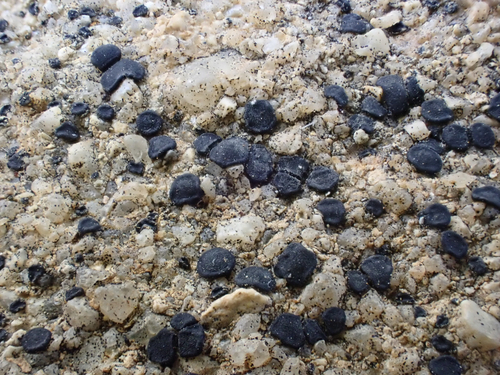 iNaturalist observation photo of Common Lichens