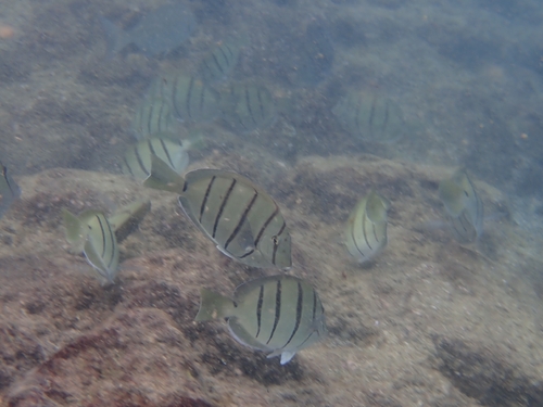 Acanthurus triostegus observed 2026-10-20