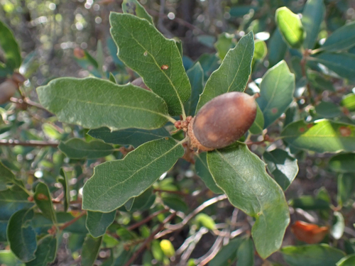 iNaturalist observation photo of Quercus berberidifolia × engelmannii