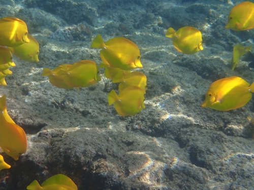 Zebrasoma flavescens observed 2026-10-20