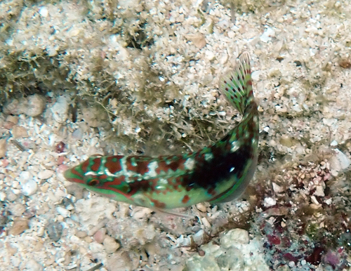 Halichoeres nebulosus observed 2026-10-19