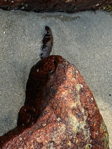 Hildenbrandia rubra observed 2026-10-15