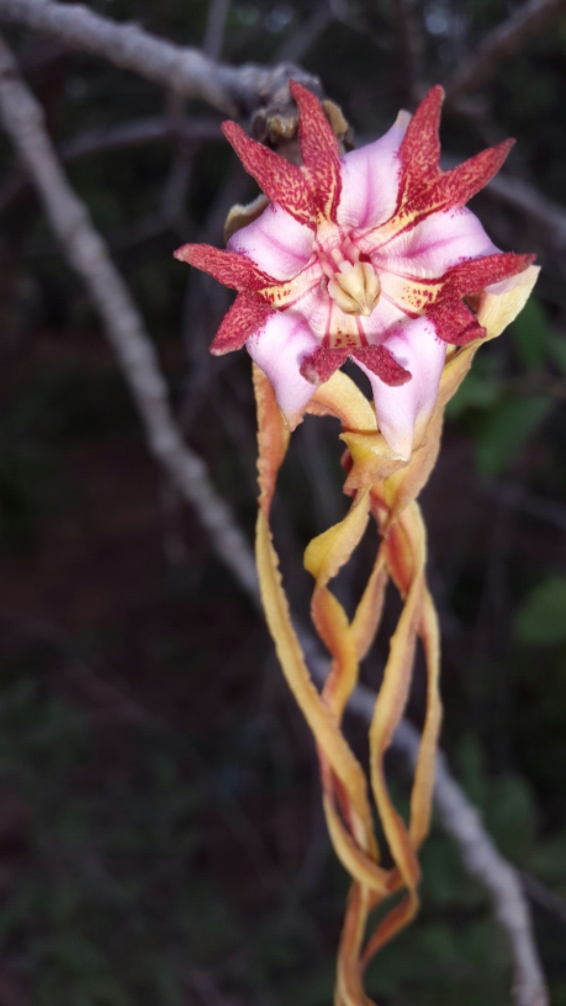 Strophanthus eminii