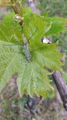 Saperda octopunctata