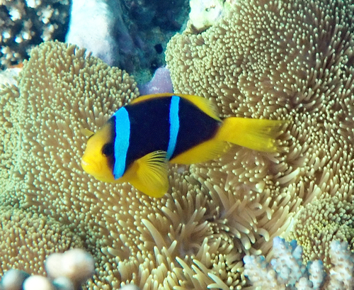 Amphiprion chrysopterus observed 2026-10-19