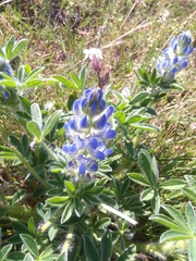 Lupinus micranthus