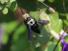 Xylocopa phalothorax