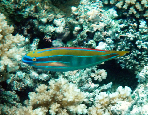 Stethojulis trilineata observed 2026-10-19