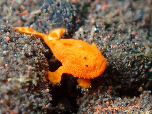 Antennarius pictus observed 2026-10-21