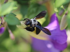 Xylocopa phalothorax