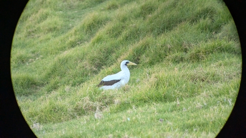 iNaturalist image