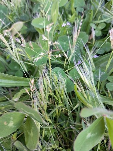 Festuca myuros observed 2026-10-21
