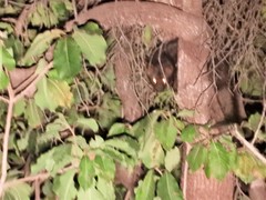 Paradoxurus hermaphroditus