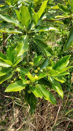 Acronychia pedunculata observed 2026-10-21