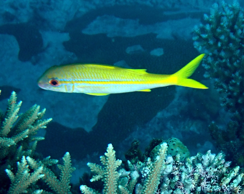 Mulloidichthys vanicolensis observed 2026-10-19