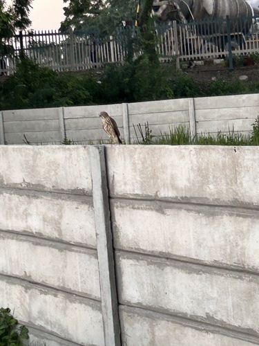 iNaturalist image