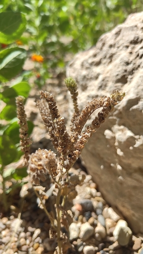 gypsum phacelia