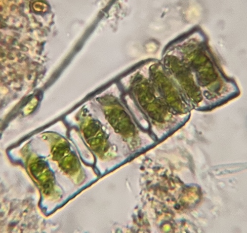 Desmidium baileyi observed 2026-10-18