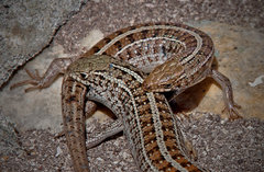Cape Skink photo 5