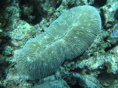 Ctenactis crassa