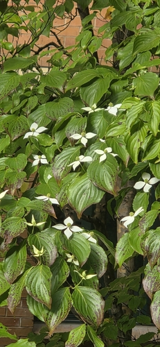 Cornus kousa observed 2026-10-20