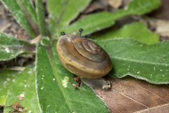 Hemiplecta