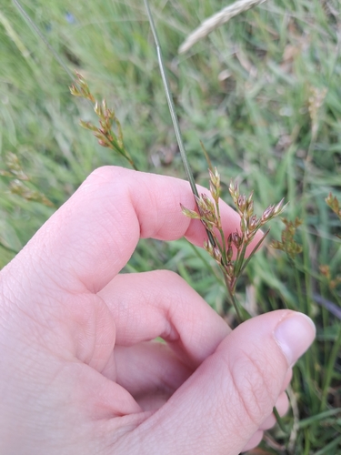 Juncus dichotomus observed 2026-10-21