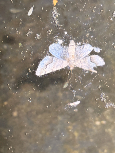 Mesquite Looper Moth