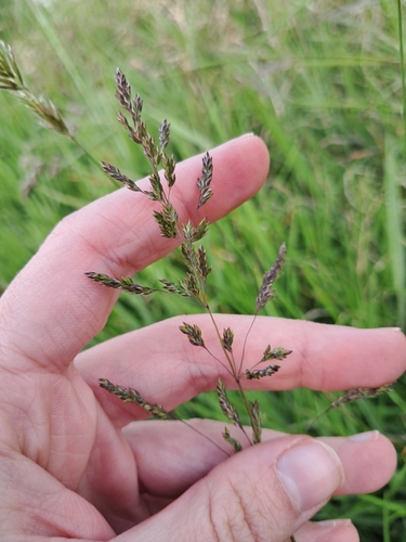 Poa trivialis observed 2026-10-21