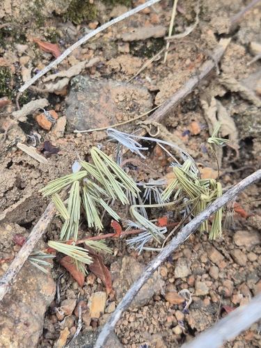 Actiniopteris radiata, 2026-10-21