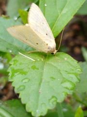 Marimatha nigrofimbria