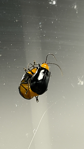 Aulacophora, 2026-10-21