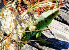 Timon lepidus ibericus