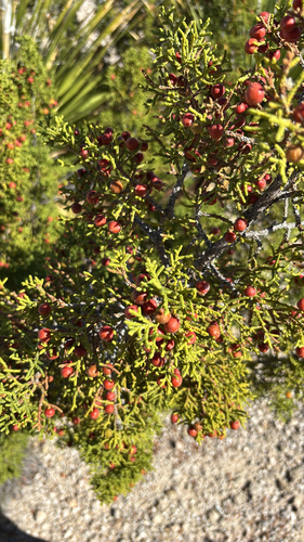 redberry juniper