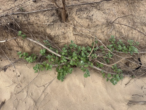 Vitex rotundifolia observed 2026-10-20
