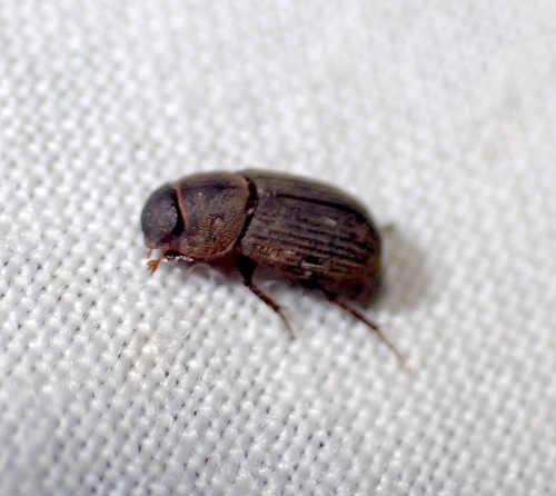 Ataenius imbricatus