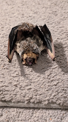 Aeorestes cinereus observed 2026-10-20