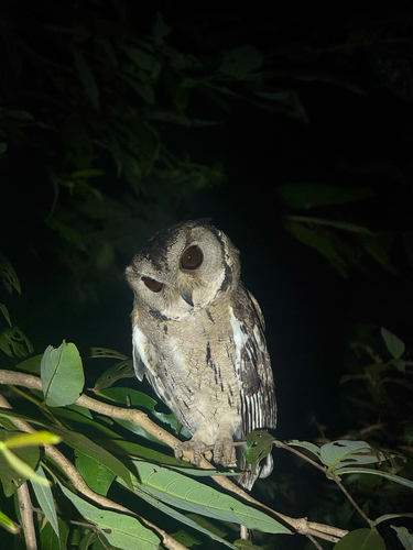 Otus bakkamoena observed 2026-10-17