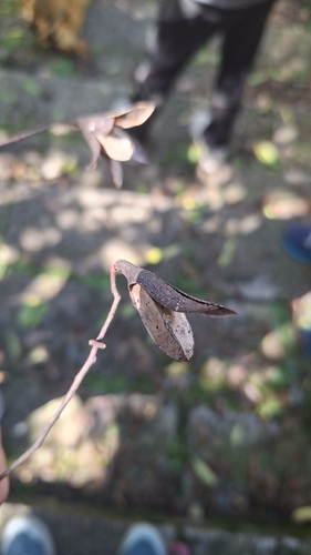 Toona sinensis observed 2026-10-21