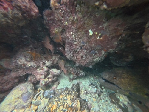 Gymnothorax flavimarginatus observed 2026-10-20