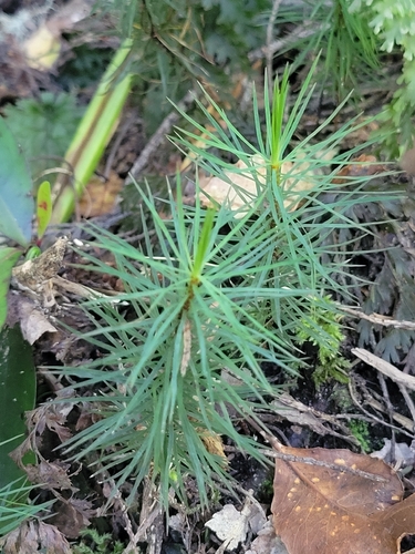 Dawsonia observed 2026-10-21