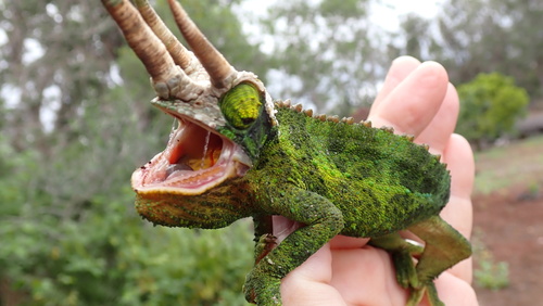 Trioceros jacksonii observed 2026-10-20
