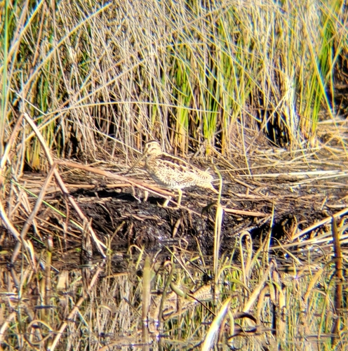 Gallinago hardwickii, 2026-10-20