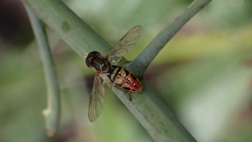 Toxomerus marginatus observed 2026-10-20