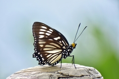 Euripus nyctelius