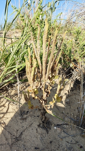 gypsum phacelia