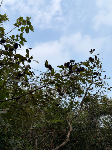 Platycarya strobilacea observed 2026-10-21