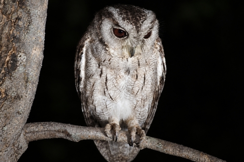Otus bakkamoena observed 2026-10-18